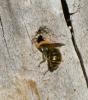 Osmia sp.